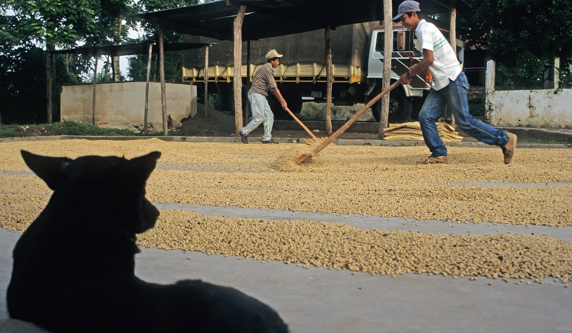 Agriculture and livestock